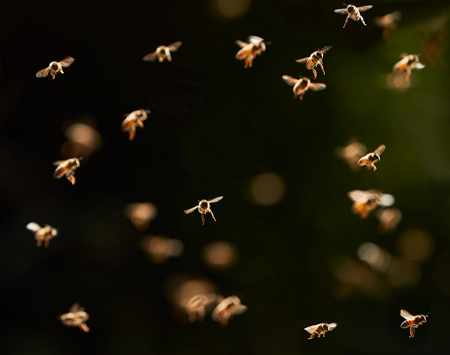 Multiple bees flying | Visual Storytelling Photographer