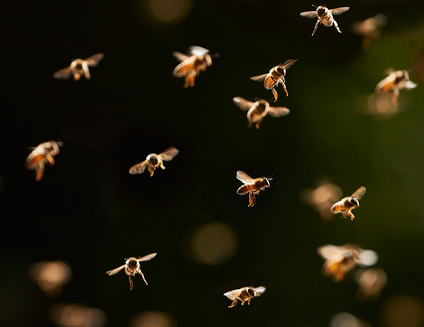 Bees Group Flying | Austin Lifestyle Photographer