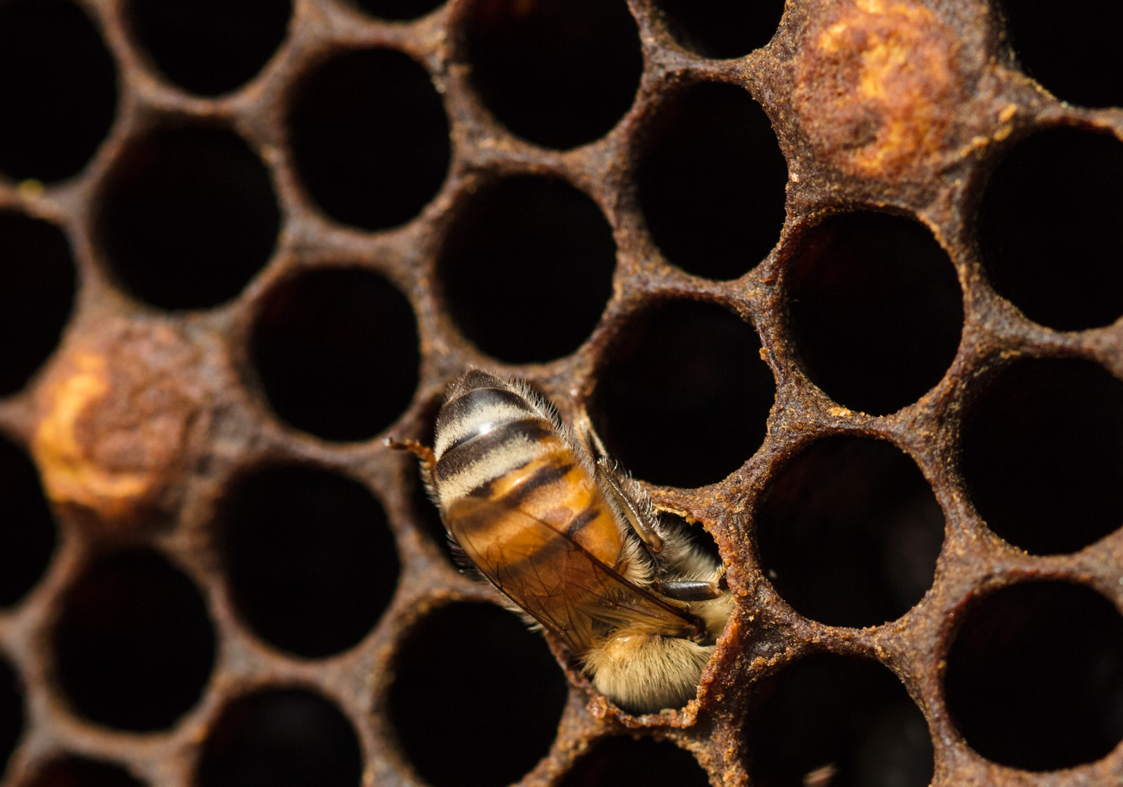 Bees in hive  | Book Editorial Photographer