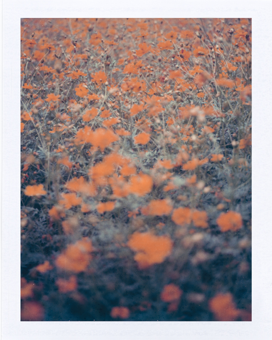 Orange Texas wildflowers  | Photographer using Polaroid