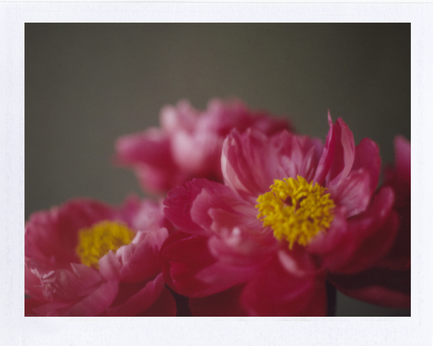 Saturated pink colors| Photographers who shoot film