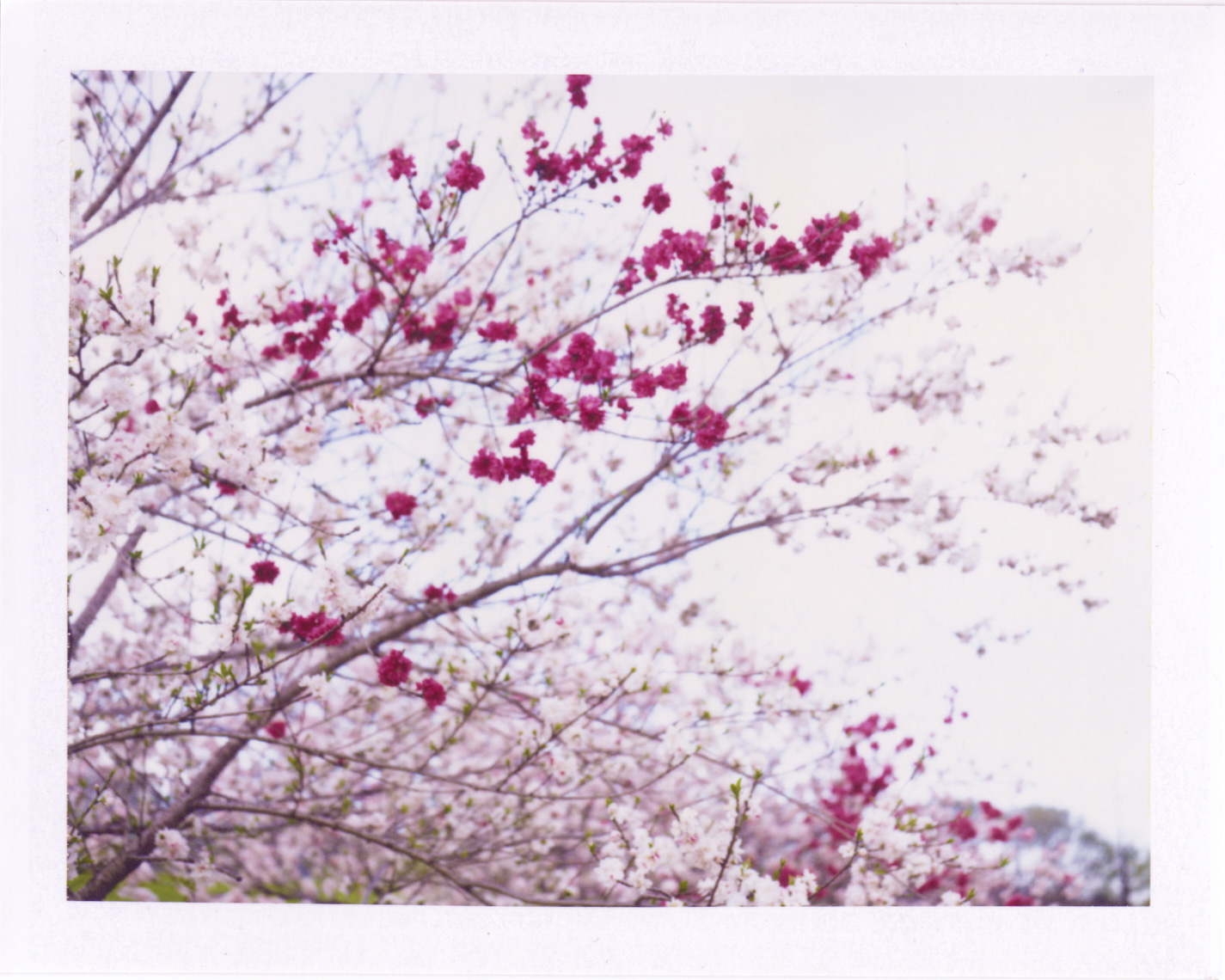 Misty and dreamy blossoms | Polaroid Photographers