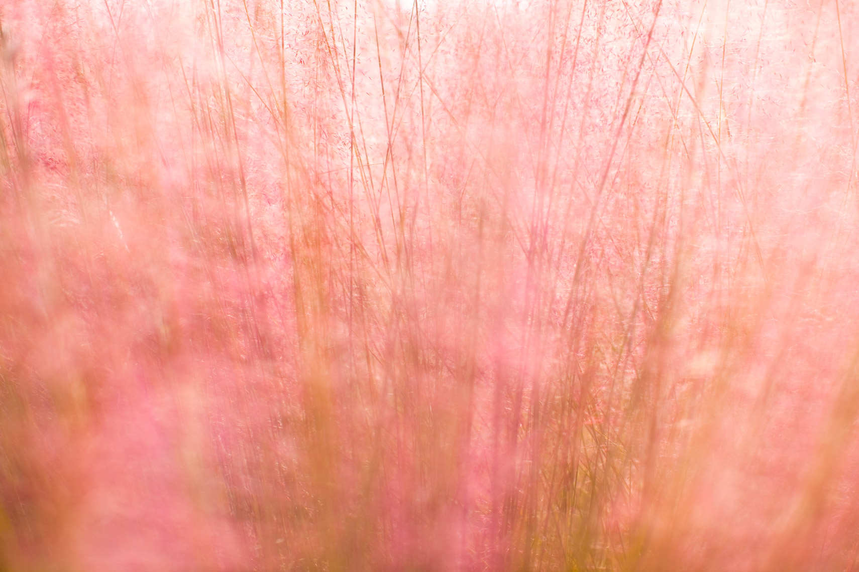 Pink flowing grass |  Austin Fine Art Photographer
