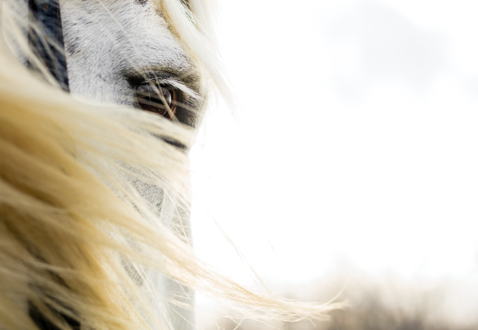 Beautiful white horse |  Fine Art Photographer