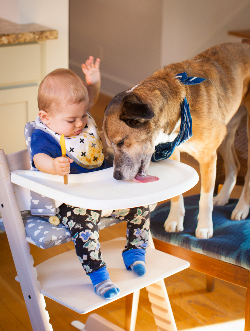 Baby high chair with dog | Commercial Lifestyle Photographer