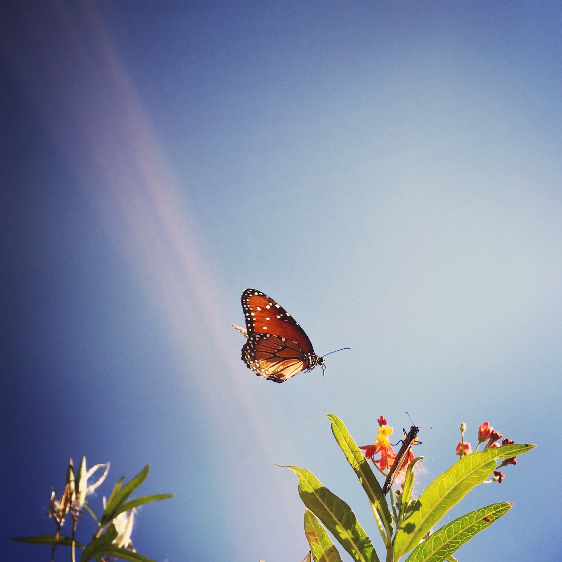 Butterflies blue sky  | Austin Fine Art Photographer