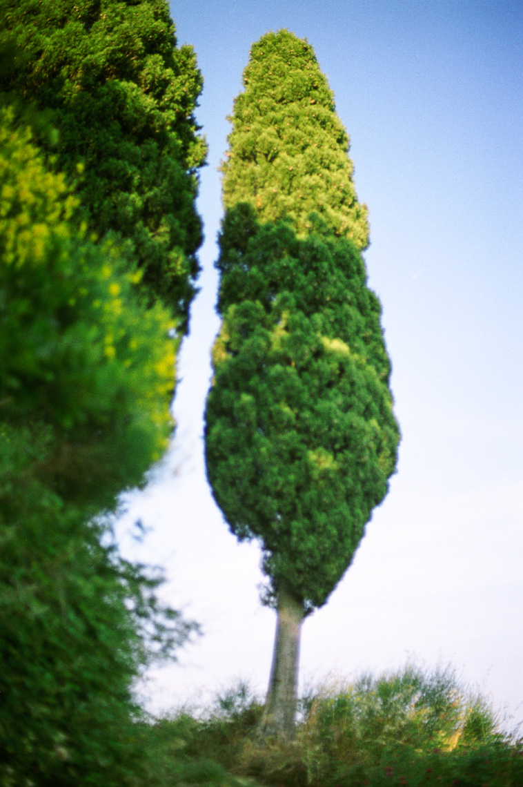  Tuscan cypress tree | Tosca Radigonda Photography