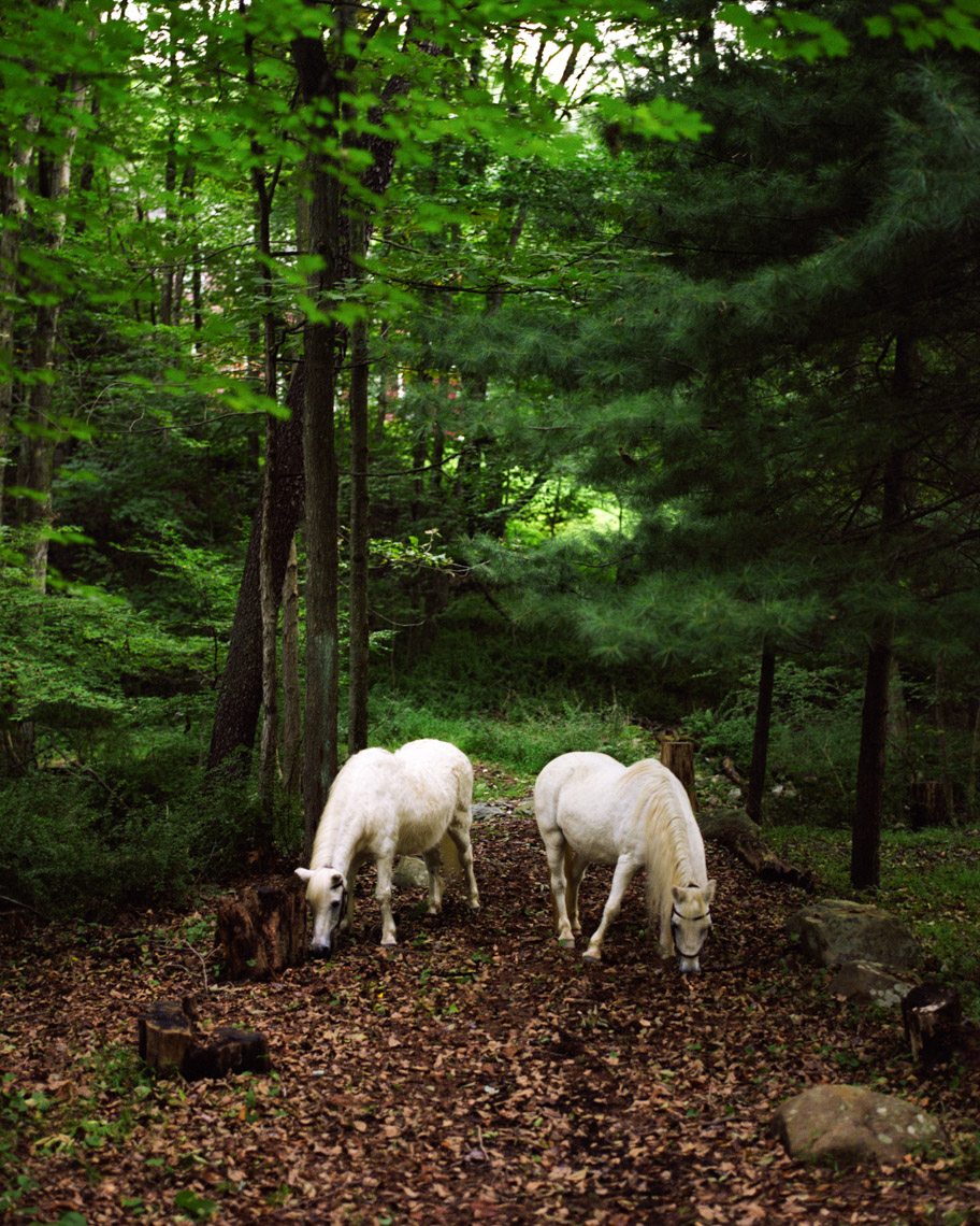 Two ponies forest scene | Tosca Radigonda Photography
