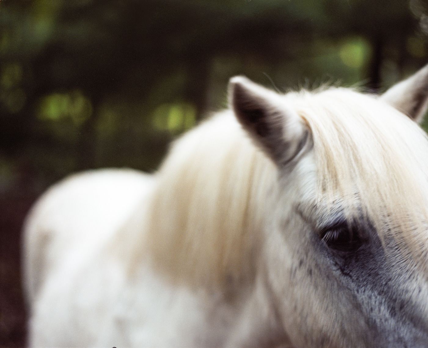 Pony close up | Tosca Radigonda Photography
