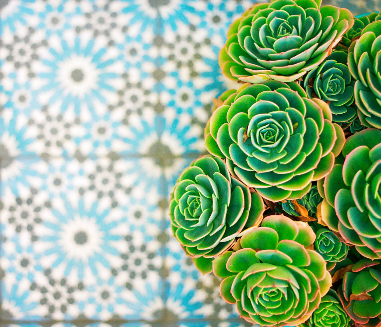 Blue tile under succulents | Austin Fine Art Photographer