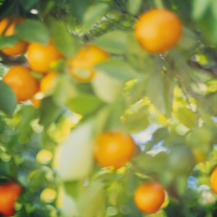 Stimulating orange tree | Visual Storytelling Photographer