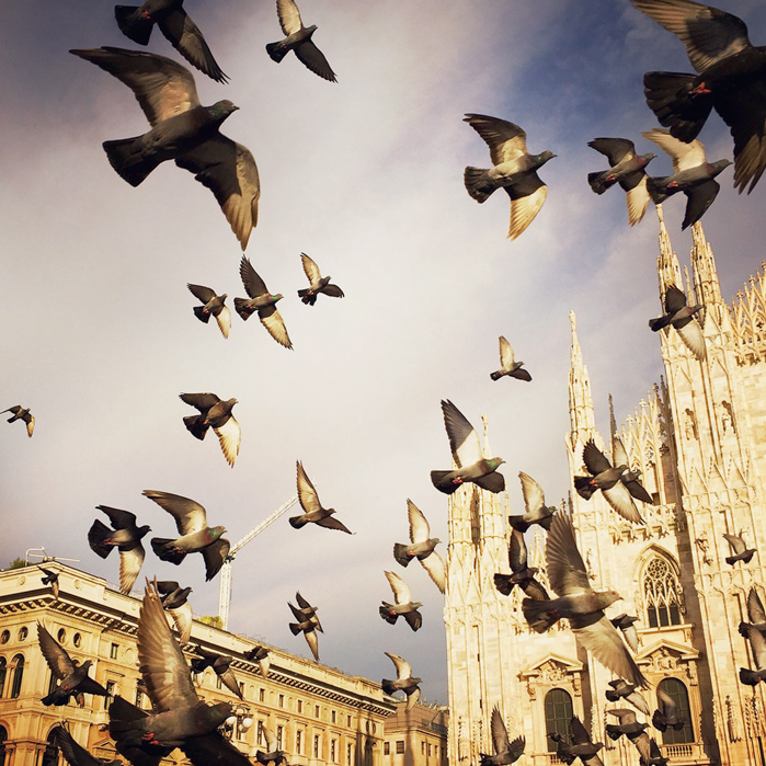 Birds flying in Milan piazza | Visual Storytelling Photographer