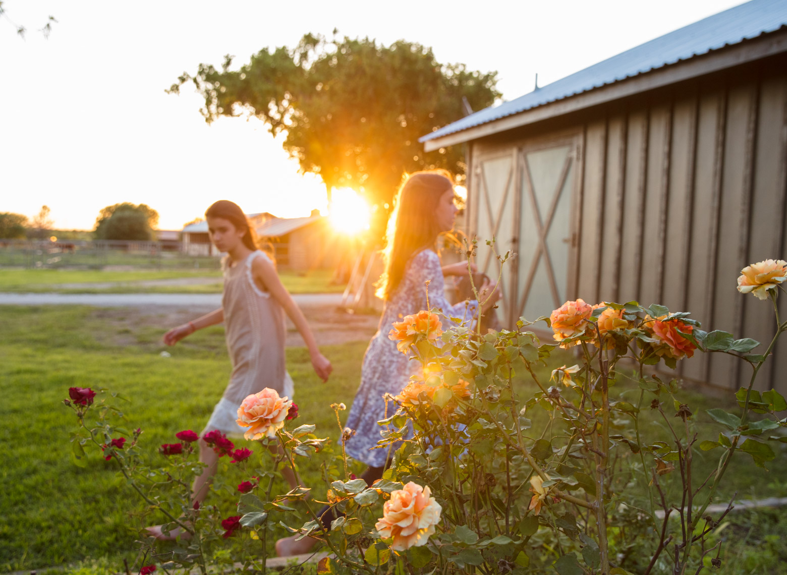 Ranch roses glowing | Editorial Lifestyle Photographer