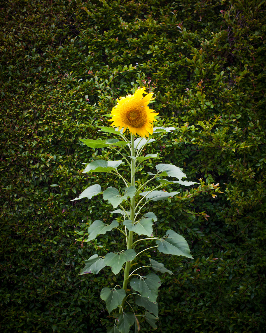 Graphic single sunflower | Austin Fine Art Photographer