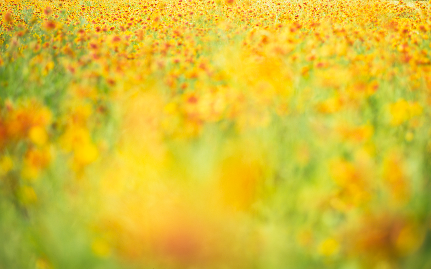 Dreamy Texas wildflower field | Austin Fine Art Photographer