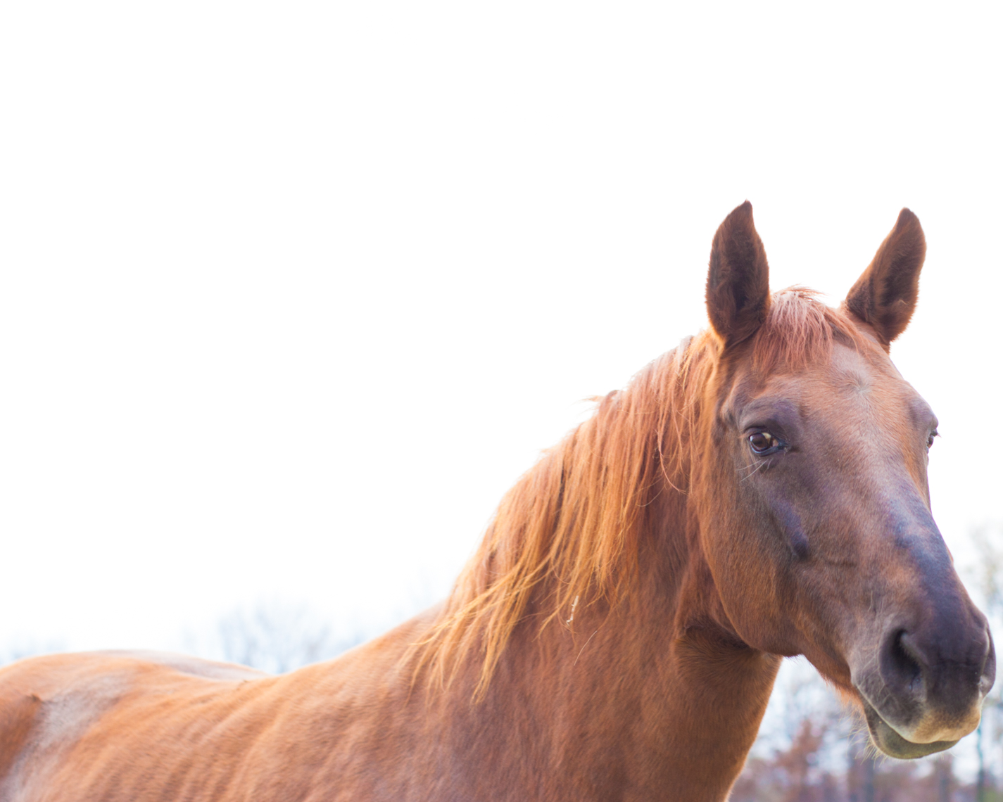 Beautiful reddish brown horse  | Editorial Lifestyle Photographer