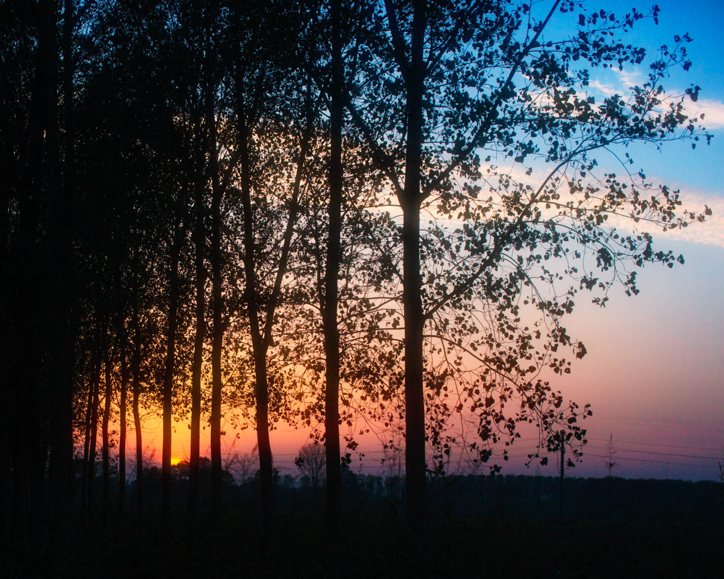 Italian tree line sunset landscape | Editorial Travel Photographer