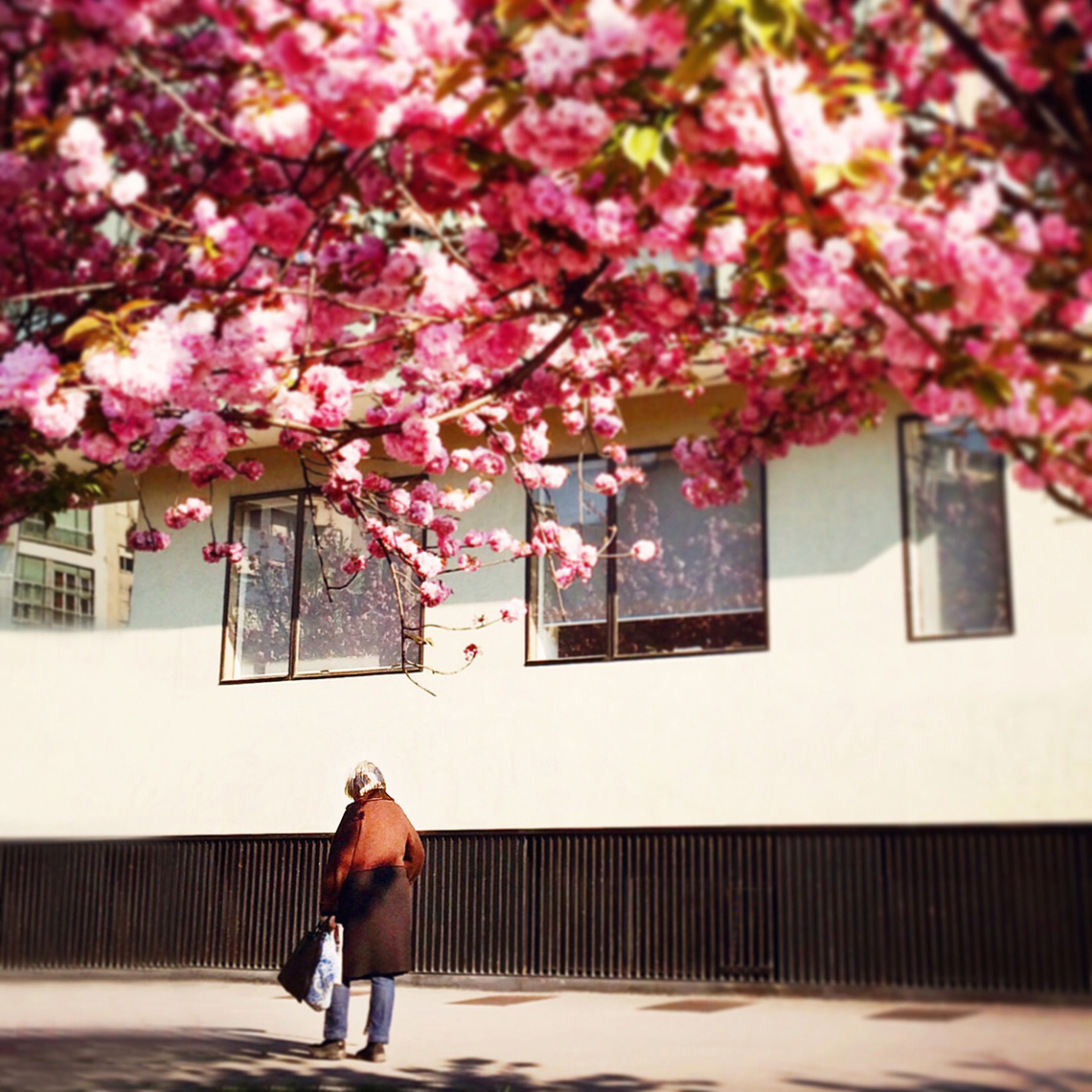 Spring blossoms Milan | Visual Storytelling Photographer
